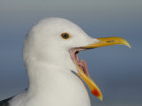 Western Gull with its Bill Open Wide, Larus Occidentalis, Southern California, USA