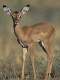 Impala Fawn, Aepyceros Melampus, Samburu, Kenya, Africa