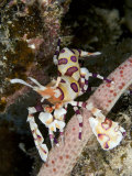 Buy Harlequin Shrimp (Hymenocera Picta) on the Arm of a Seastar, Hawaii, USA at AllPosters.com