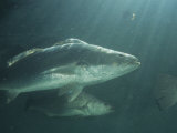 Buy Totuava Is an Endangered Fish from the Upper Gulf of California in Mexico at AllPosters.com