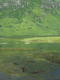 Red Salmon Spawning (Oncorhynchus Nerka), Kodiak Island, Alaska, USA