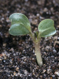 Buy Cabbage Seedling, Brassica Oleracea at AllPosters.com