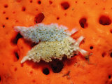 Two Lettuce Sea Slugs, Tridachia Crispata, Saint Lucia, French West Indies, Caribbean Sea