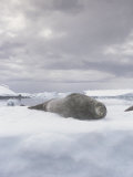 Weddell Seal Resting on an Iceberg, Leptonychotes Weddellii, Antarctica