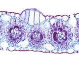 Corn, Zea Mays, Monocot Leaf Showing Bulliform Cells, Vascular Bundles, and Stomates
