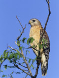 Red-Shouldered Hawk, Buteo Lineatus, Florida, USA