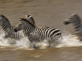 Burchell's Zebras (Equus Burchelli) Running across Mara River, Masai Mara Game Reserve, Kenya