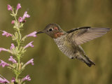 Anna's Hummingbird Male (Calypte Anna) Feeding at a Hyssop Flower (Agastache), Arizona, USA