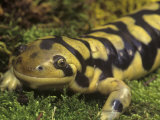 Barred Tiger Salamander, Ambystoma Tigrinum Mavortium, Arizona, USA