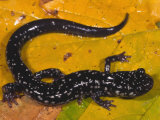 Buy Slimy Salamander (Plethodon Glutinosus), Eastern North America at AllPosters.com