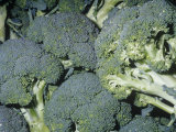 Buy Broccoli (Brassica Oleracea Botrytis), Native to the Mediterranean Region at AllPosters.com
