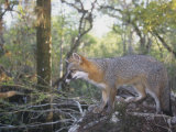A Gray Fox, Urocyon Cinereoargenteus, Southern USA