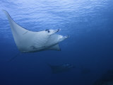 Manta Ray (Manta Birostris) with a Remora on its Fin, Komodo, Indonesia