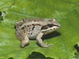 Mutant Wood Frog (Rana Sylvatica) Three and a Half Legged