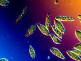 Buy Living Euglena Gracilis Protozoa Showing the Flagellum, Chloroplast, and Stigma at AllPosters.com