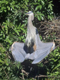 Great Blue Heron, Ardea Herodias, Sunning Near its Nest, Venice, Florida, USA