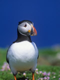 Atlantic Puffin, Fratercula Arctica, Shetland Islands, Scotland, Uk