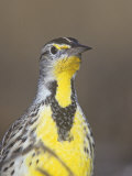 Eastern Meadowlark Head, Sturnella Magna, North America