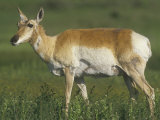 Female Pronghorn, Antilocapra Americana, North American Grasslands
