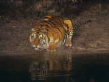 Bengal Tiger Drinking, Panthera Tigris, Asia