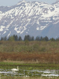 Trumpeter Swan Swimming in an Arctic Pond, Cygus Buccinator, Cordova, Alaska, USA