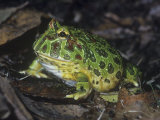 Argentine or Ornate Horned Frog, Ceratophrys Ornata, South America