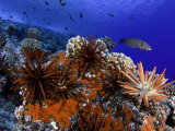 Buy Slate Pencil Sea Urchins (Heterocentrotus Mammillatus) on a Coral Reef, Hawaii, USA at AllPosters.com