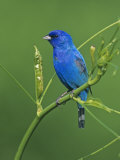 Male Indigo Bunting (Passerina Cyanea), Eastern USA
