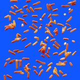 Salmonella Is a Rod-Shaped Bacteria That Is Often the Cause of Food Poisoning