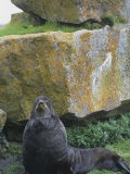Northern Fur Seal on Shore (Callorhinus Ursinus), Alaska, USA