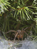 Grass Spider or Funnel Weaver, Agelenopsis Spp., Louisville, Ky