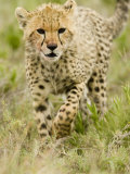 Cheetah Cub Walking Through Savanna Grasses, Actinonyx Jubatus, East Africa