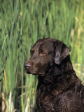 Chesapeake Bay Retriever