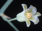 Buy Asparagus Flower, Asparagus Officinalis at AllPosters.com
