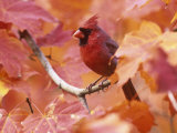 Male Northern Cardinal (Cardinalis Cardinalis) in a Fall Maple Tree (Acer), Eastern USA