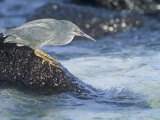 Lava Heron, Butorides Sundevalli, Santa Fe Island, an Endemic Species on the Galapagos Islands