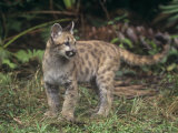 Baby Florida Panther (Felis Concolor), an Endangered Species, South Florida, USA