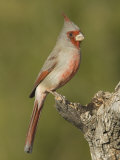 Pyrrhuloxia Male (Cardinalis Sinuatus) on an Oak Branch, Sonoran Desert, Arizona, USA
