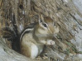 Buy Eastern Chipmunk (Tamias Striatus), Eastern North America, with Cheeks Stuffed with Seeds at AllPosters.com