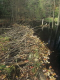Buy Pond Created by Beaver Dam in a Northern Forest, Vermont, USA at AllPosters.com