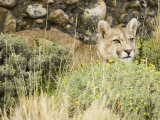 A Puma, Cougar or Mountain Lion, Felis Concolor, Torres Del Paine, Chile, South America