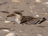 Black Skimmer Fledgling, Rhynchops Niger, on a Beach, Southern USA