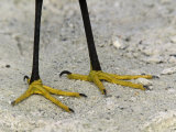 Snowy Egret Feet Close-Up, Egretta Thula, North America