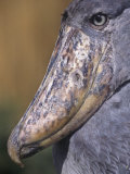 Head of the Whale-Headed Stork, Balaeniceps Rex, Uganda, Africa