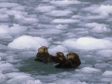 Sea Otter Group (Enydra Lutris) Swimming in Icy Water, Alaska, USA
