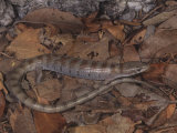 Arizona Alligator Lizard (Gerrhonotus Kingi), Chiricahua Mountains