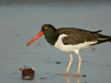 American Oystercatcher, Haematopus Palliatus, with a Sea Urchin, North America