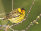 Cape May Warbler, Dendroica Tigrina, Eastern USA