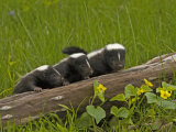 Striped Skunk Babies, Mephitis Mephitis, North America
