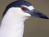 Black-Crowned Night Heron Head, Nycticorax Nycticorax, North America